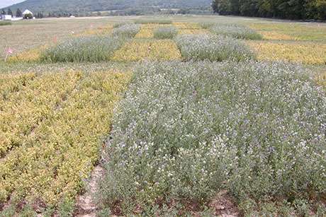 Nueva alfalfa que combate las plagas y aumenta el rendimiento para ayudar a los agricultores
