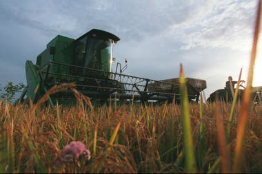La inversión para el arroz y la alfalfa será de $12 millones