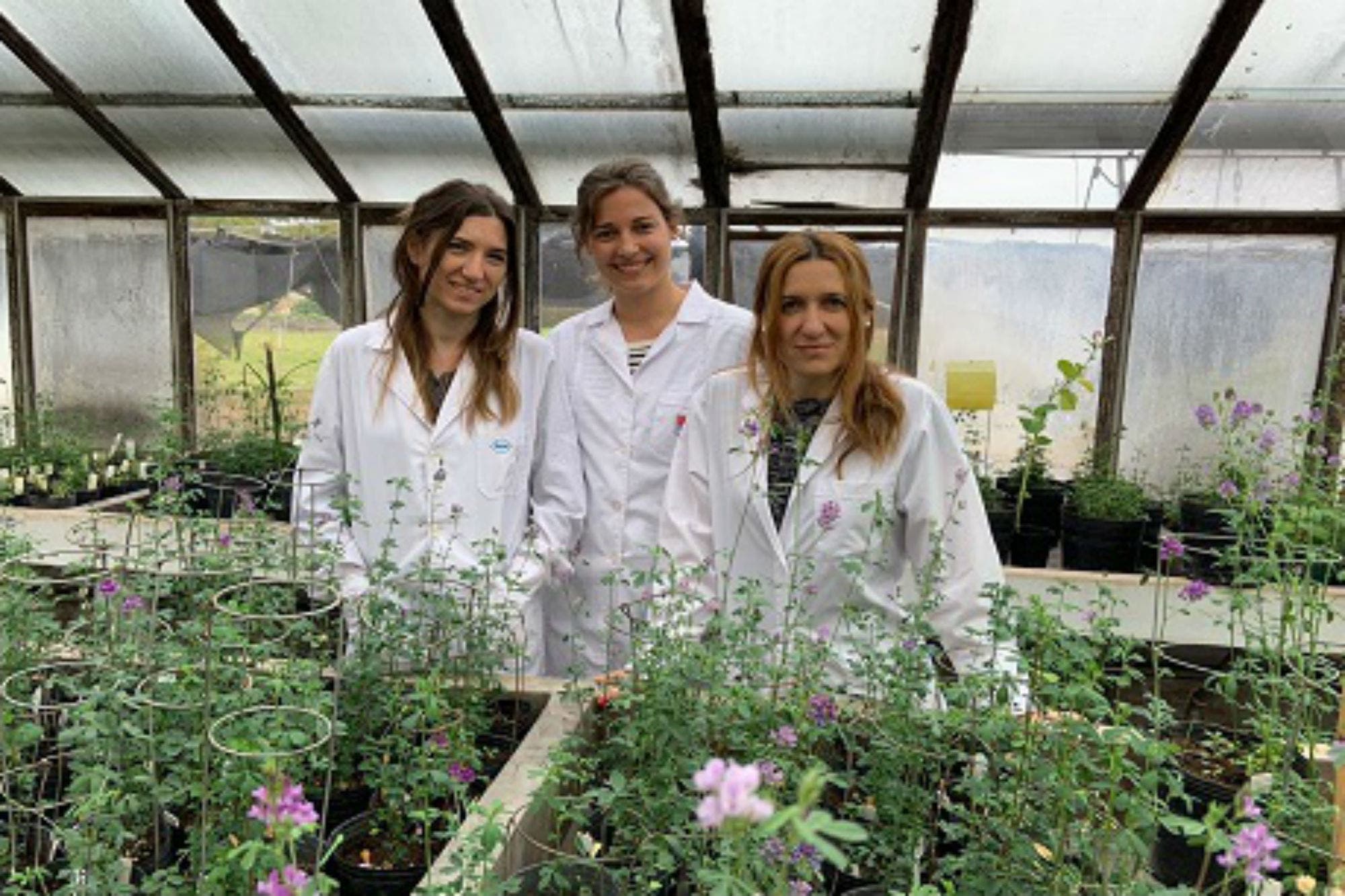 El INTA impulsa la edición génica en la alfalfa para potenciar su productividad
